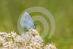 Holly blue & x28;Celastrina argiolus& x29; feeding on hogweed