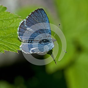 The holly blue Celastrina argiolus photo