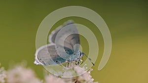 Holly blue Celastrina argiolus nectaring on hogweed