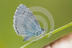 Holly blue & x28;Celastrina argiolus& x29; at rest on grass