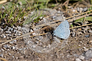 Holly Blue resting on the ground near East Grinstead