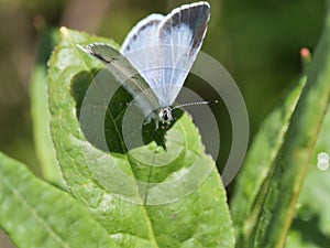 The holly blue resting on the plant