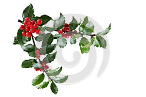 Holly Branch