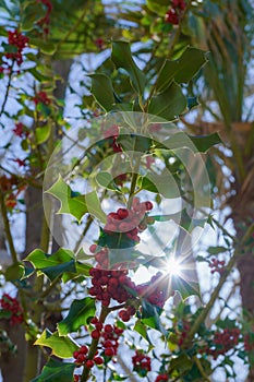 holly branch ,illex aquifolia,illuminated by the sun rays