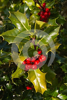 Holly Branch with Red Fruits