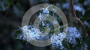 Holly bush leaves in winter covered in snow