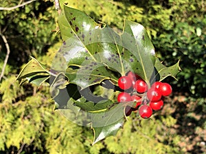 Holly, common holly, English holly, European holly, or occasionally Christmas holly Ilex aquifolium, Die EuropÃ¤ische Stechpalme