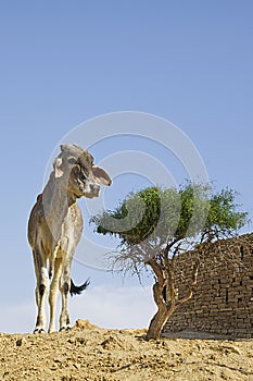 A holly cow in Indien against the blue sky
