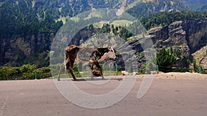 A Holly cow peacefully acrossing the road