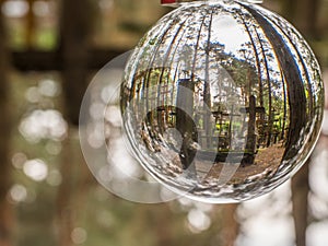Holly crosses  in the glass ball