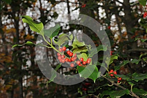 Holly foliage with matures red berries in a forest. Ilex aquifolium or Christmas holly. italy