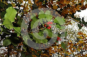 Holly foliage with matures red berries in a forest. Ilex aquifolium or Christmas holly. italy