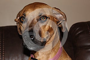 Holly is a full blood Black Mouth Cur photo