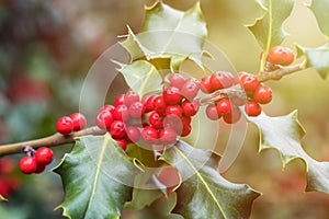 Holly green foliage with matures red berries. Ilex aquifolium or Christmas holly