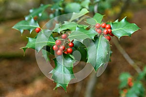 Holly green leaves with red berries, close up. Ilex aquifolium or Christmas holly tree in a forest