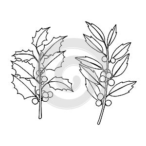 Holly, ilex branch with leaves and red berries. Christmas decorative plant. Hand drawn vector