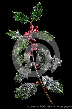 Holly ilex, christmas decoration with red berry's, covered with snow on a black background