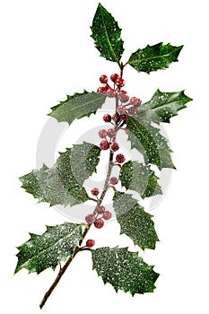 Holly ilex, christmas decoration with red berry's, covered with snow on a black background