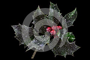 Holly ilex, christmas decoration with red berry's, covered with snow on a black background