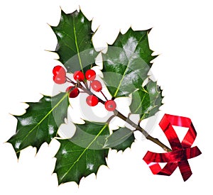 Holly (Ilex) - isolated on white, with red ribbon