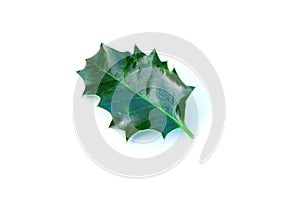 Holly leaf
