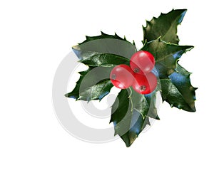 Holly Leaf and Berries photo