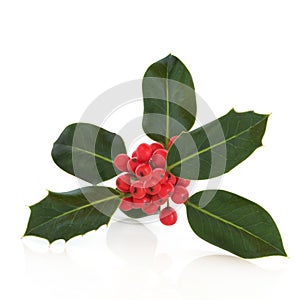 Holly Leaf and Berry Sprig