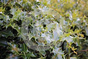 Holly leaf holly bush up close