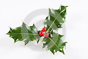 Holly leaf with red berries