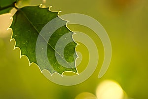 Holly leaf and veins in autumn sunlight