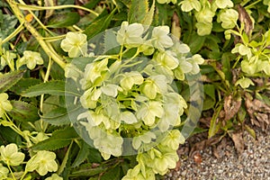 Holly leaved hellebore or Helleborus Argutifolius plant in Zurich in Switzerland