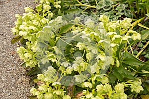 Holly leaved hellebore or Helleborus Argutifolius plant in Zurich in Switzerland