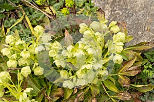 Holly leaved hellebore or Helleborus Argutifolius plant in Zurich in Switzerland