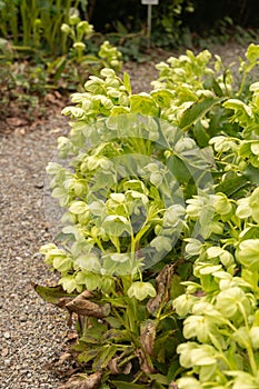 Holly leaved hellebore or Helleborus Argutifolius plant in Zurich in Switzerland