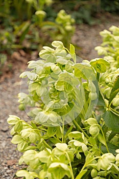 Holly leaved hellebore or Helleborus Argutifolius plant in Zurich in Switzerland