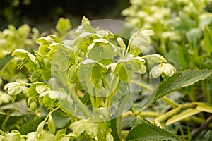 Holly leaved hellebore or Helleborus Argutifolius plant in Zurich in Switzerland