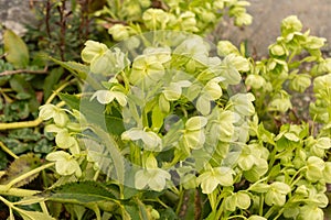 Holly leaved hellebore or Helleborus Argutifolius plant in Zurich in Switzerland