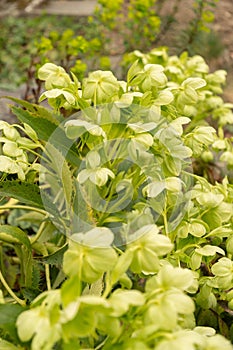 Holly leaved hellebore or Helleborus Argutifolius plant in Zurich in Switzerland