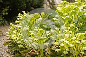 Holly leaved hellebore or Helleborus Argutifolius plant in Zurich in Switzerland