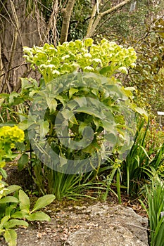 Holly leaved hellebore or Helleborus Argutifolius plant in Zurich in Switzerland