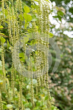 Holly leaved sweet spire (itea ilicifolia) flowers