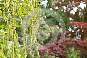 Holly leaved sweet spire (itea ilicifolia) flowers