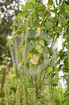 Holly leaved sweet spire (itea ilicifolia) flowers photo