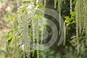 Holly leaved sweet spire (itea ilicifolia) flowers photo