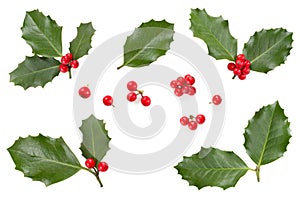 Holly leaves and berries photo