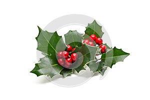 Holly leaves and berries