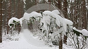 Holly leaves on a branch covered with snow