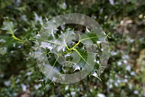 Holly leaves in a forest photo