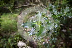 Holly leaves in a forest