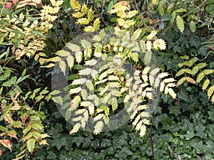 Holly leaves and ivy in a hedgerow